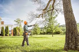 Best Tree Removal  in Saticoy, CA