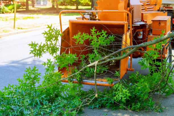 Best Lot and Land Clearing  in Saticoy, CA