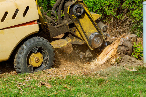 Best Tree Mulching  in Saticoy, CA