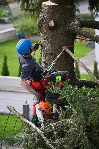 Best Tree and Shrub Care  in Saticoy, CA