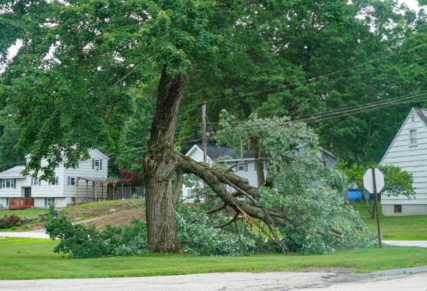 Best Tree Disease Treatment  in Saticoy, CA