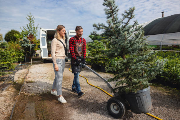 How Our Tree Care Process Works  in  Saticoy, CA