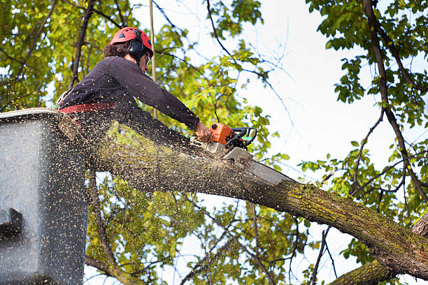 Best Tree Maintenance Programs  in Saticoy, CA