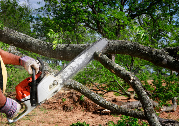 Best Storm Damage Tree Cleanup  in Saticoy, CA